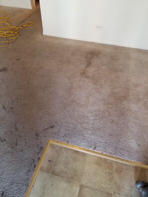 Carpet Cleaning in Charlottesville, VA (3)