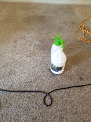 Carpet Cleaning in Charlottesville, VA (2)